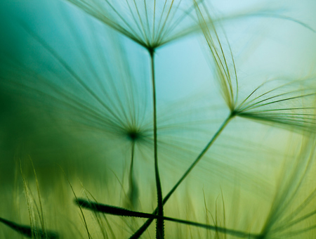 Dandelion