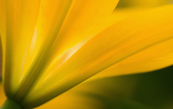 Image of yellow flower 