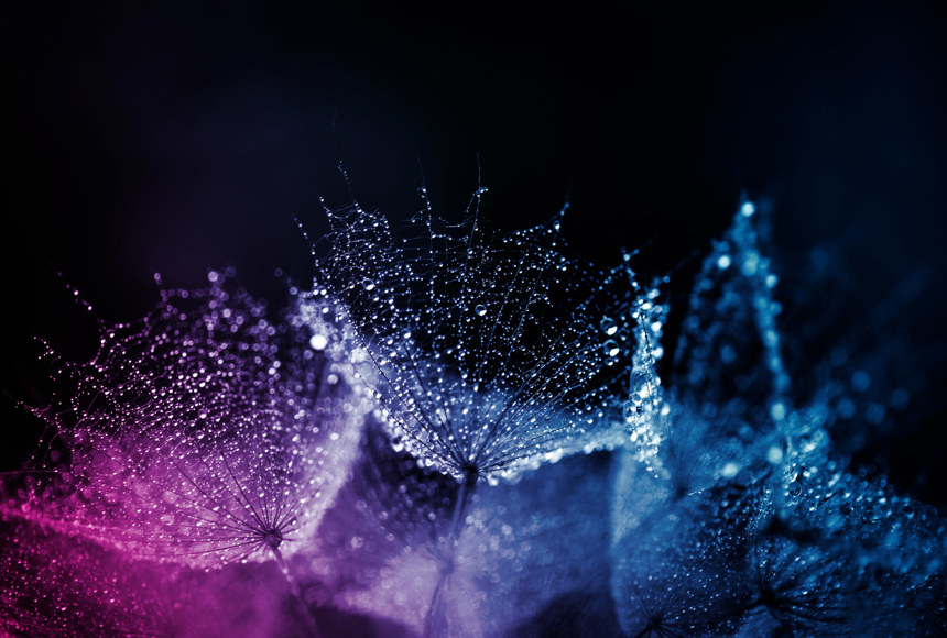 Image of plants in morning dew backlight by neon and pink lighting