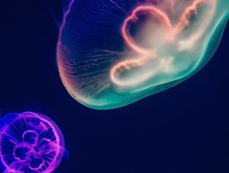 Close up of jellyfish in neon lighting