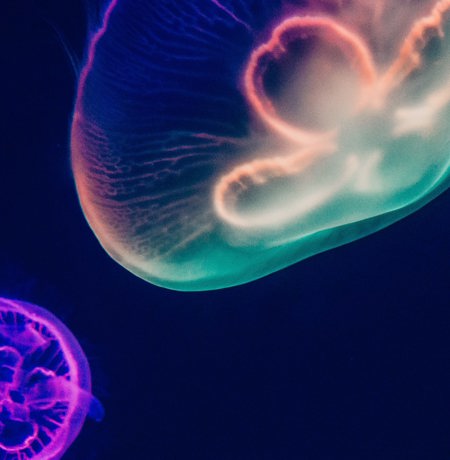 Close up of jellyfish in neon lighting