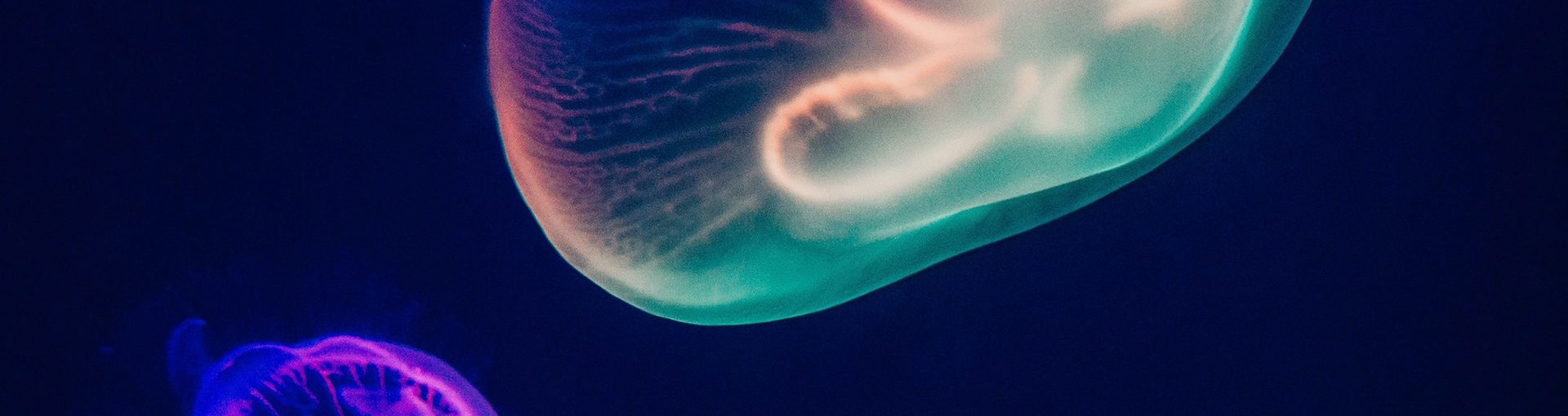Close up of jellyfish in neon lighting
