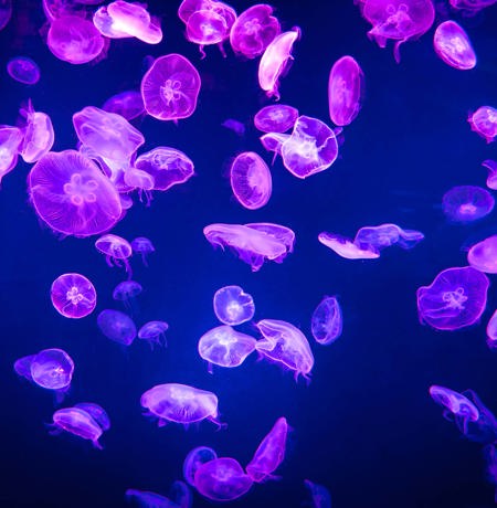 Neon jellyfish floating