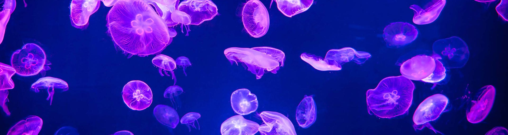 Neon jellyfish floating