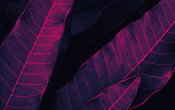 Pink leaves