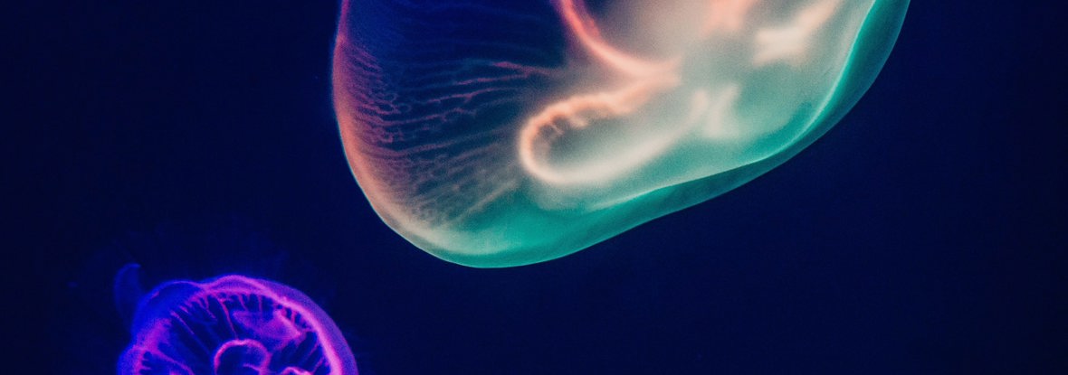 Underwater image of Jellyfish with Neon colours
