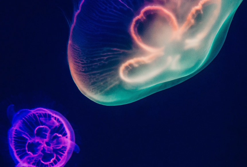Underwater image of Jellyfish with Neon colours