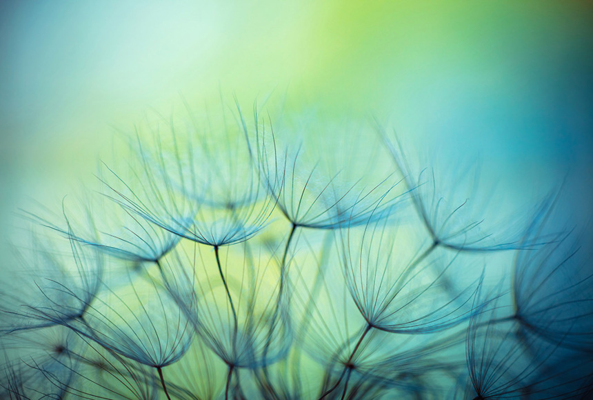 Dandelion